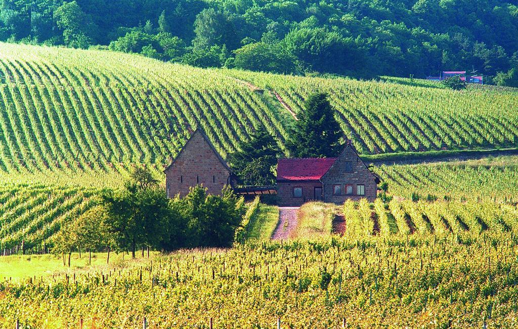 Weinstube Schwarzamsel Leilighet Speyer Eksteriør bilde