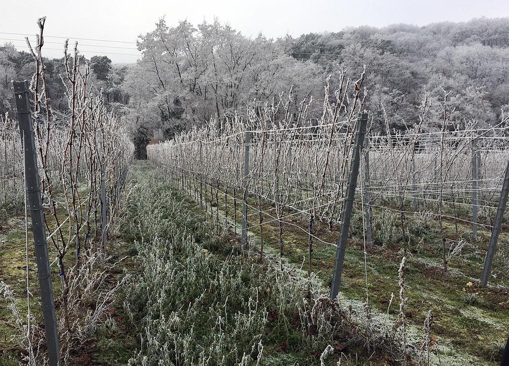 Weinstube Schwarzamsel Leilighet Speyer Eksteriør bilde